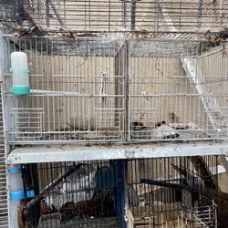 3 Cages