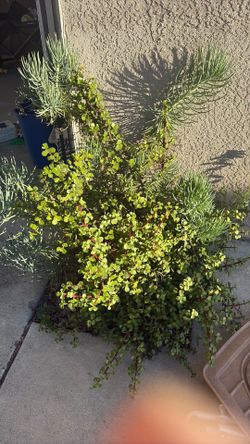 Succulent plants
