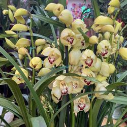 Cymbidium Orchid Huge Pot With 9 Spikes Rare Color 