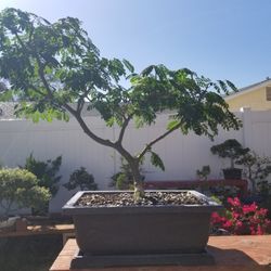 Brazilian Rain Tree Pre Bonsai 