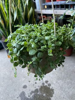 String of turtles (6” pot) zip95820