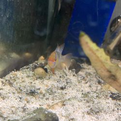 Fish Tank Thumbnail