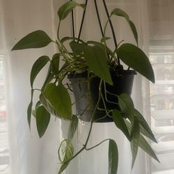 Chevy Blue House Plant 