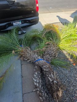 6 palms.