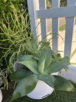 Large Succulent Arrangement in Self Watering Planter