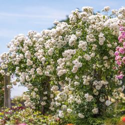 Climbing Iceberg Roses (white) 1gallon Pot