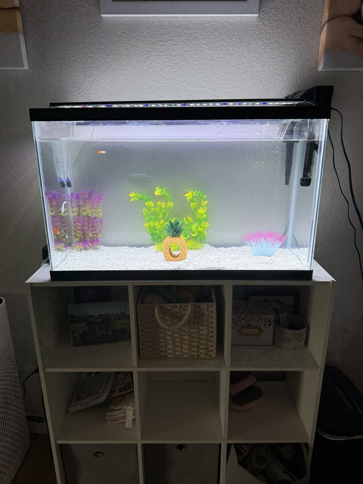 fish tank aquarium and supplies