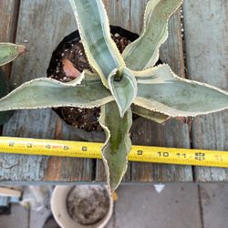 Agave Gypsophila “Ivory Curls”