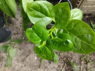 Poi Bhagi aka Malabar Spinach Plants 1 G