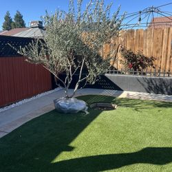 Fruitless multi trunk Olive Trees for sale