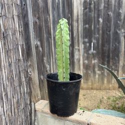 5 Gallon San Pedro Cactus