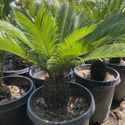 Sago Palms $$95 Each