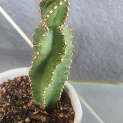 Spiral cactus With White Pot