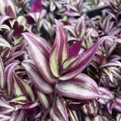 “Wandering Jew” out the wazoo