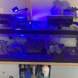 60 Gallons Salt Water Tank- Free Fish, Anemone, Lights, Live Rocks, Pumps and  Etc. 