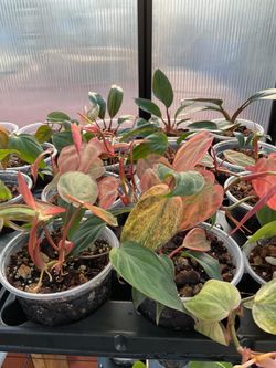 Philodendron pink mint micans