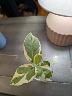 N'Joy Pothos