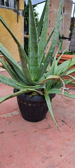 Sábila madre (en Maceta de Plastico)