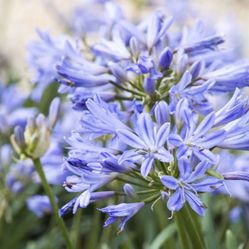Dwarf Blue Agapanthus Lily Of The Nile Flower Plant, 1 Gallon