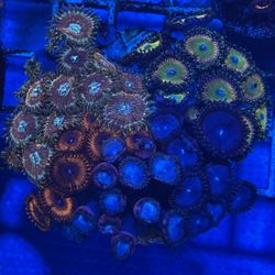 Coral Fake Decoration 