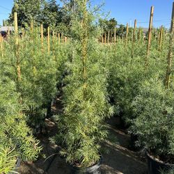 Podocarpus Fern Pine Privacy Hedge