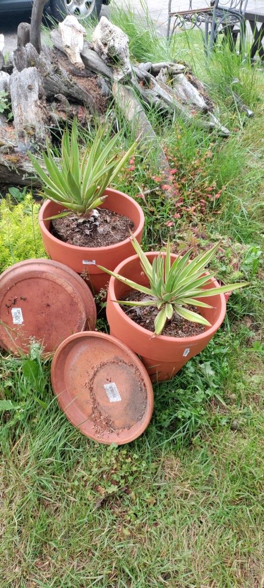 Potted Plants