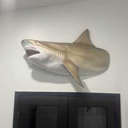 Beautiful life-size replica bull shark mount - Excellent Condition- Retail: $1899