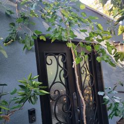 Mature WEEPING MULBERRY TREE 