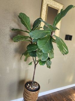 Planta De Venta