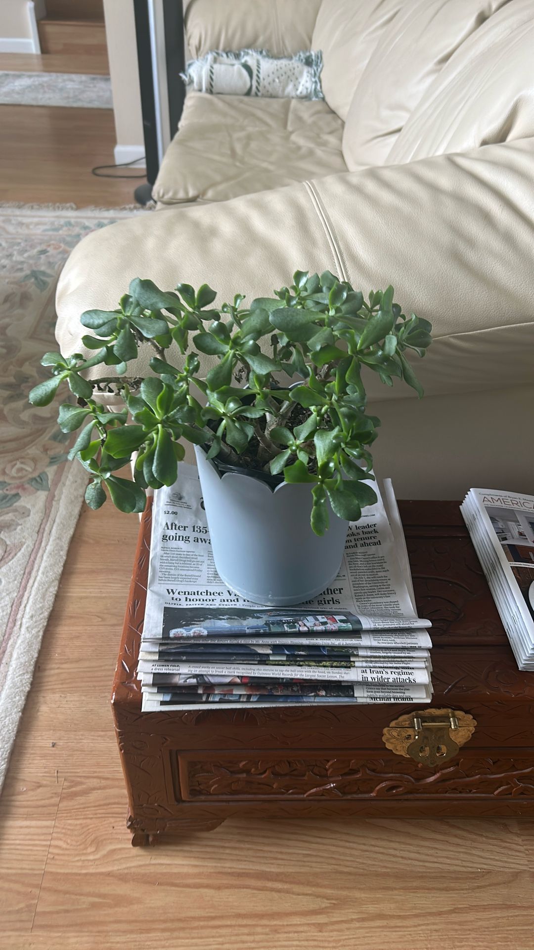 Curly Jade Plant