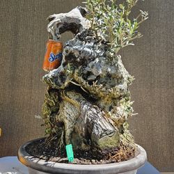 Old European Olive Bonsai Tree for Sale in Midway City, CA - OfferUp