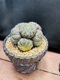 melocactus curvispinus Melocactus curvispinus – DesertScapeSucculent main image 1