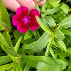Hardy DIANTHUS, Mixed Colors! 
