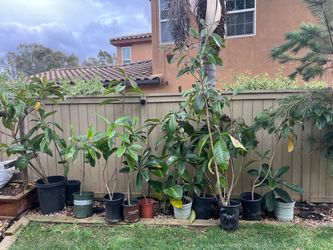 Loquat níspero trees Large Sizes Available