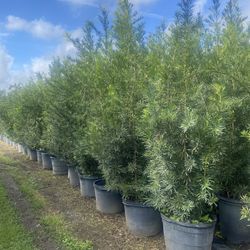 8 Ft Podocarpus 