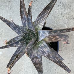 Beautiful Aloe Plant 