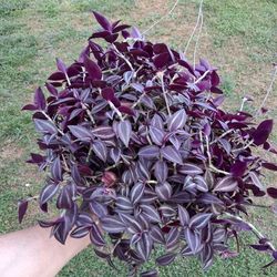Large Tradescantia Wandering Jew Purple Plant $28