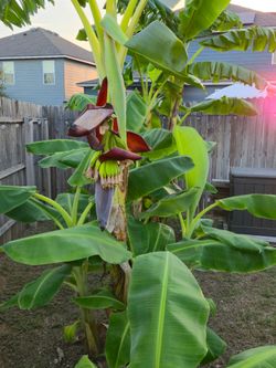 BANANA TREES WOOOOOOO