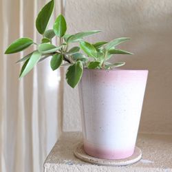 Healthy Beautiful Indoor Plant(Peperomia)