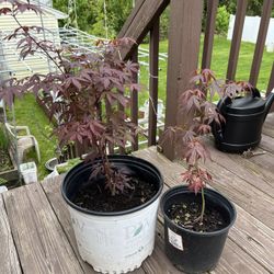 Two Japanese maple