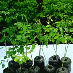 10 Moringa Seedlings (6-11" Organic Pkm1) with Free Seeds 