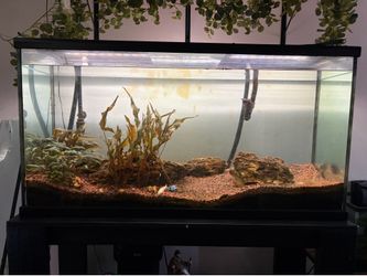 70 gallon fish tank