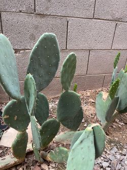 Prickly Pear Cuttings