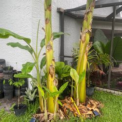 Ice cream Thai banana plant