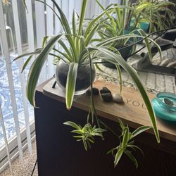 Spider Plant 