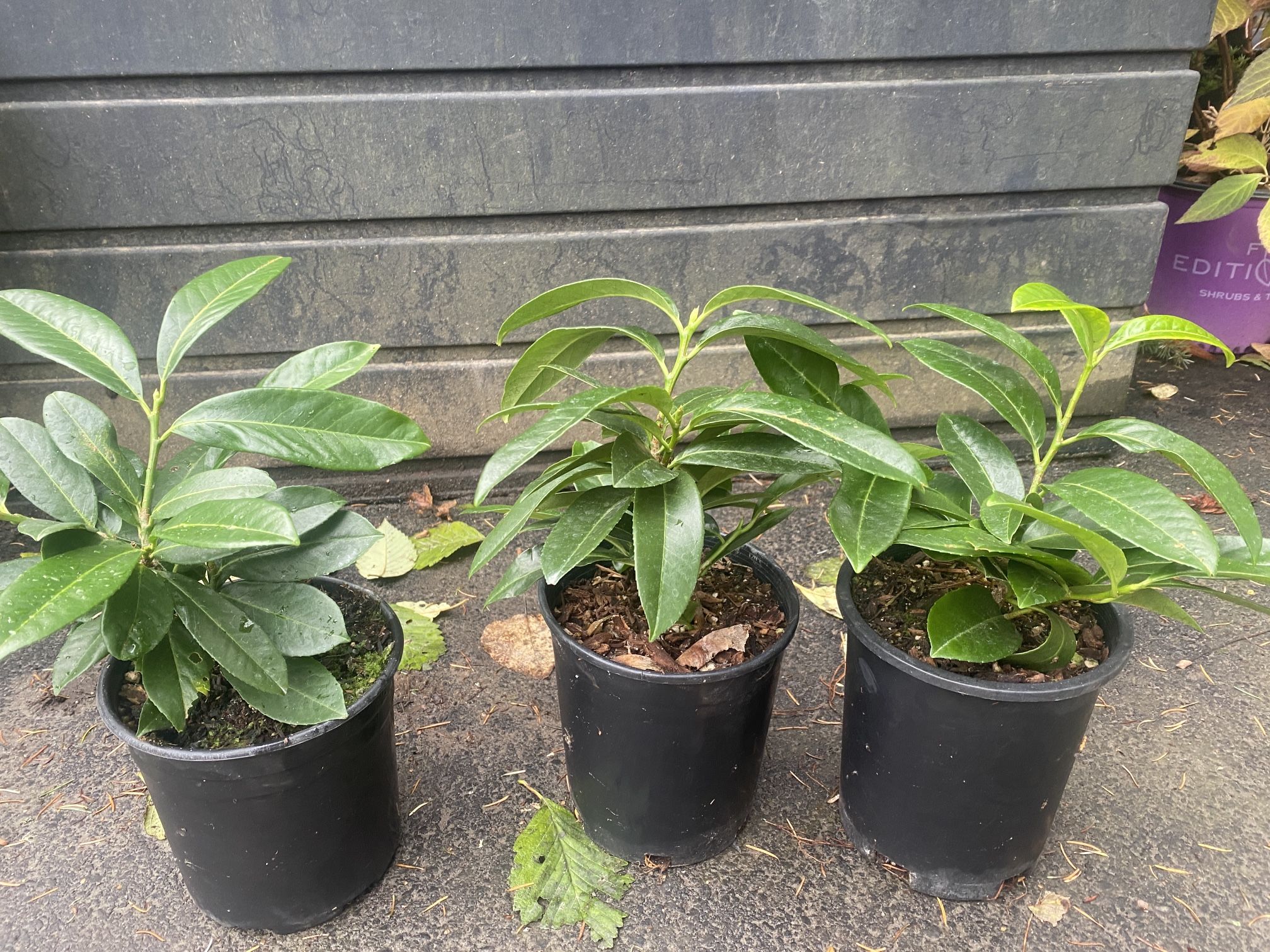Dwarf Laurel Plants For A Hedge