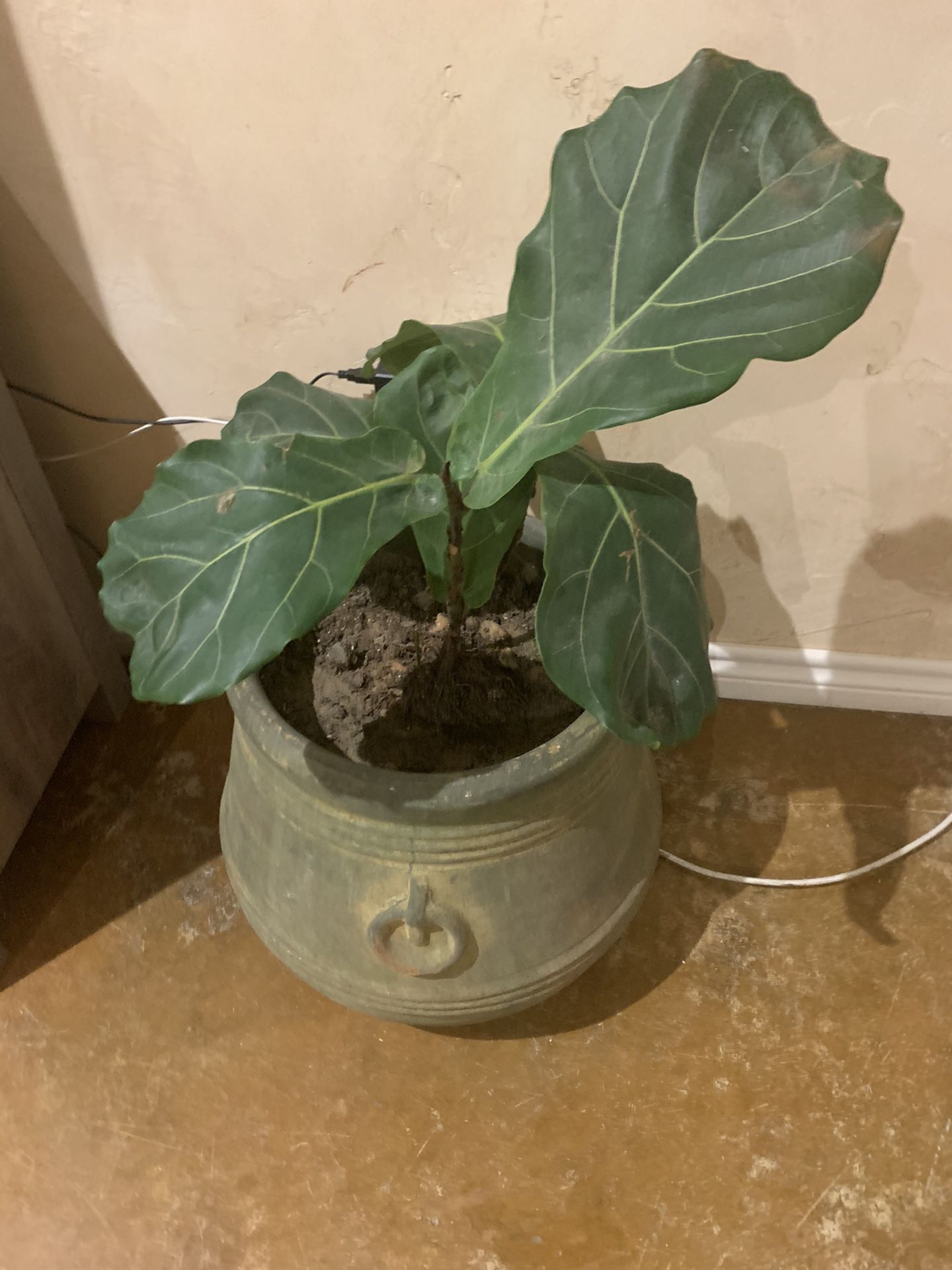 Fig Fiddle leave plant in big beautiful pot