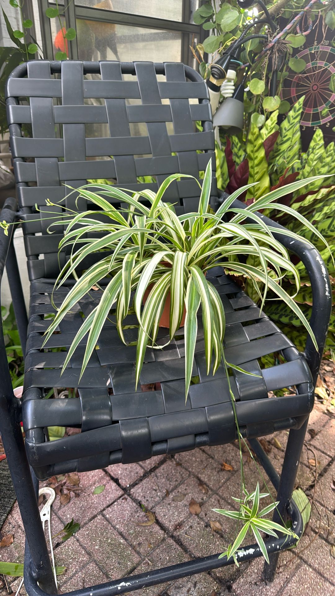 Spider Plant (mala Madre )
