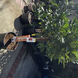 blood orange citrus tree looks like a healthy young specimen in that photo—nice green foliage, sturdy stem, and it’s in a good-sized black