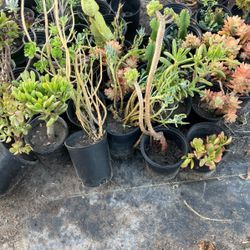 Succulents